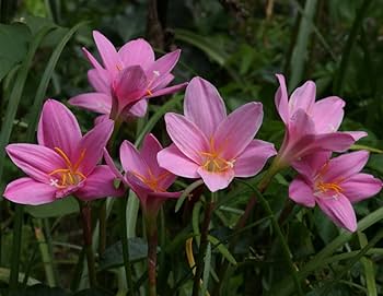 Amazon.com : Votaniki Zephyranthes Grandiflora Pink Rain Lily
